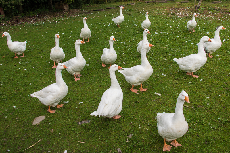 [Image: geese-1.jpg]